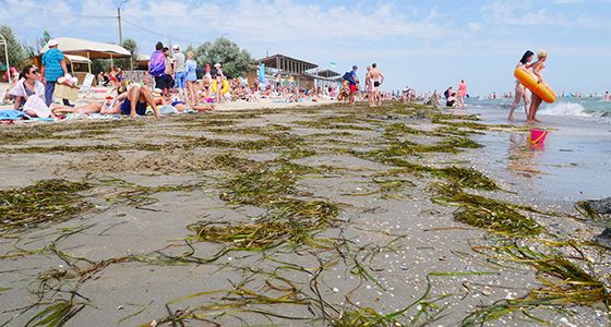 Арабатская стрелка водоросли на пляже фото