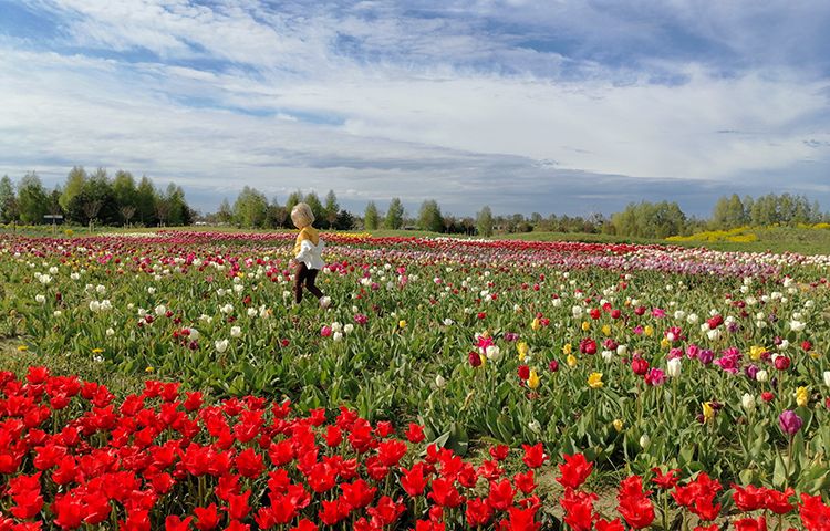 Тюльпаны в Добропарке фото