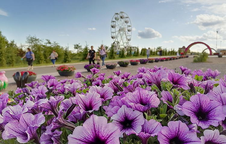 Цветение петуний под Киевом фото