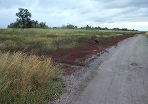 Палаточные городки на Черном море Украина