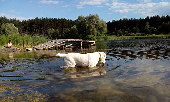 Лесное озеро Черкасская область фото