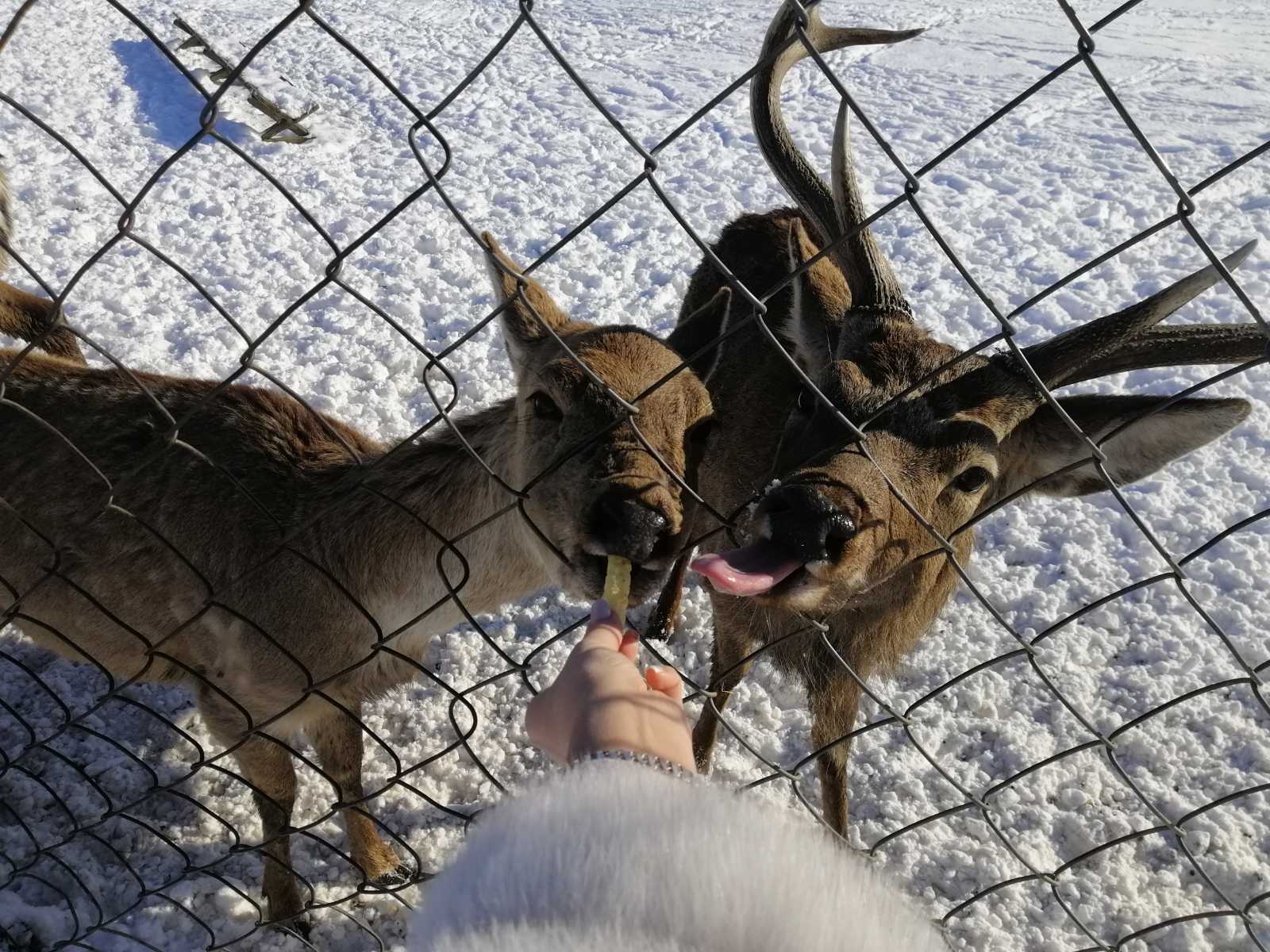 Тури на Закарпаття